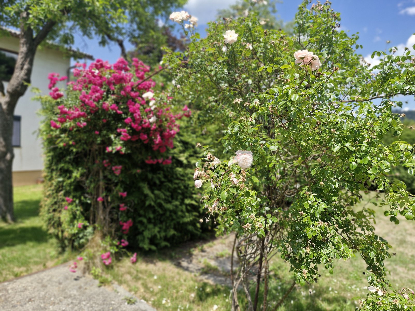 4 Zimmer Eigentumswohnung mit 768 m² Gartenfläche